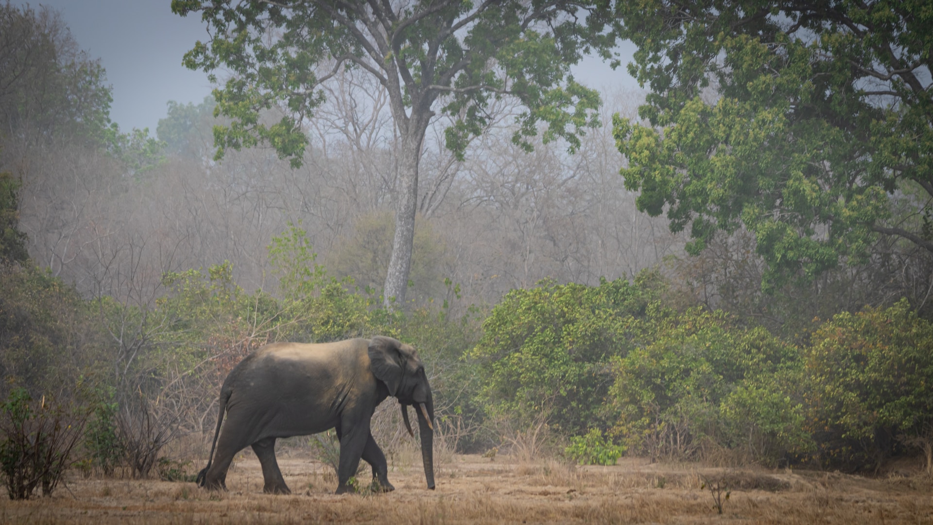 Ashanti Kingdom Experience